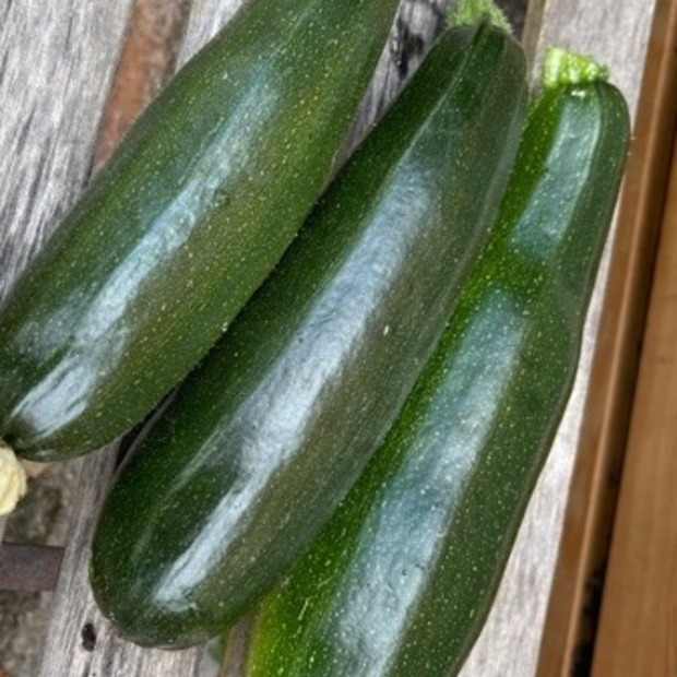 Gemüsesamen-Set "Zucchini" - 4 BIO-Sorten [samenfest]