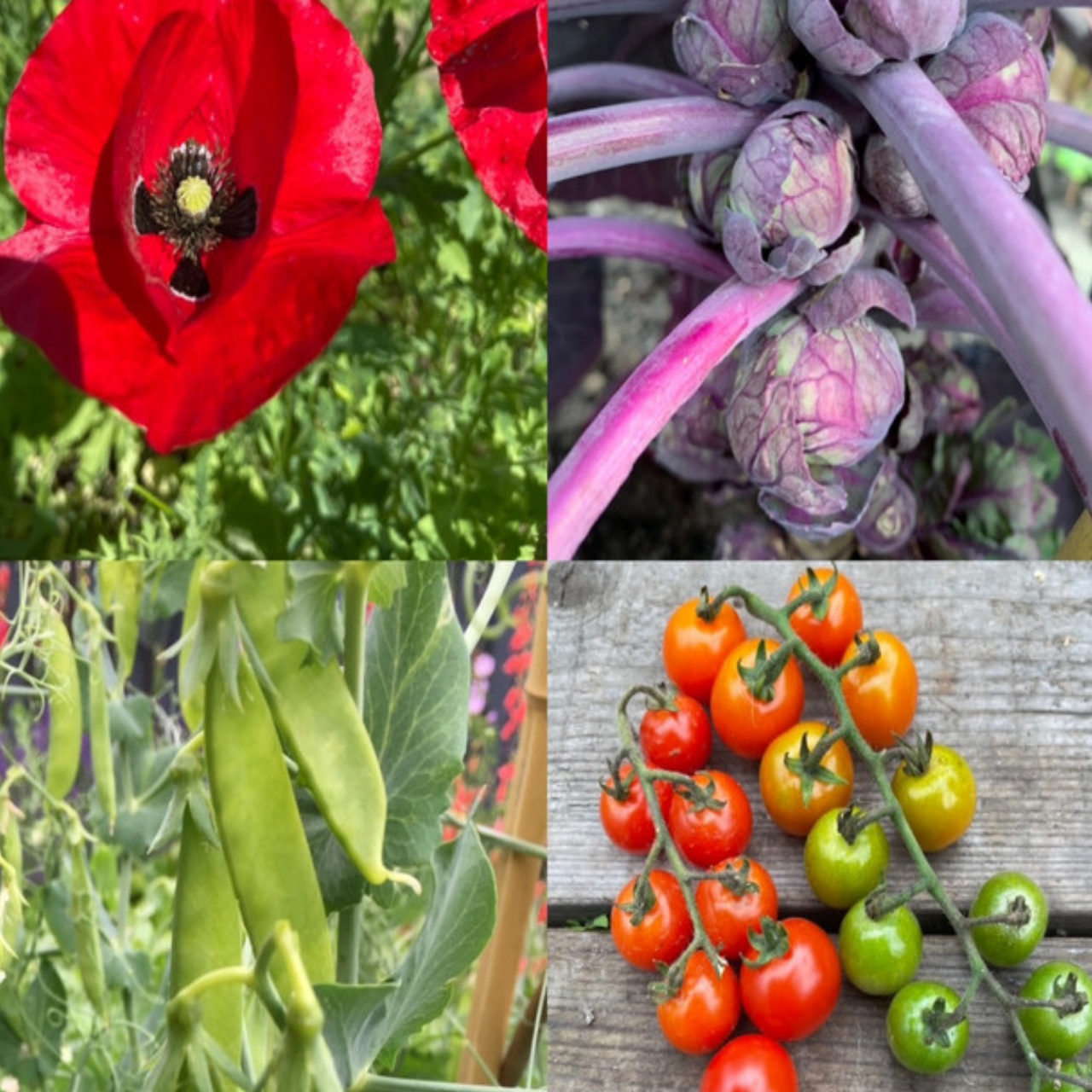 Gemüsesamen-Set "Verliebtes Gemüse" - 4 BIO-Sorten [samenfest]