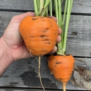 Möhre "Ochsenherz" - BIO-Möhrensorte [samenfest]
