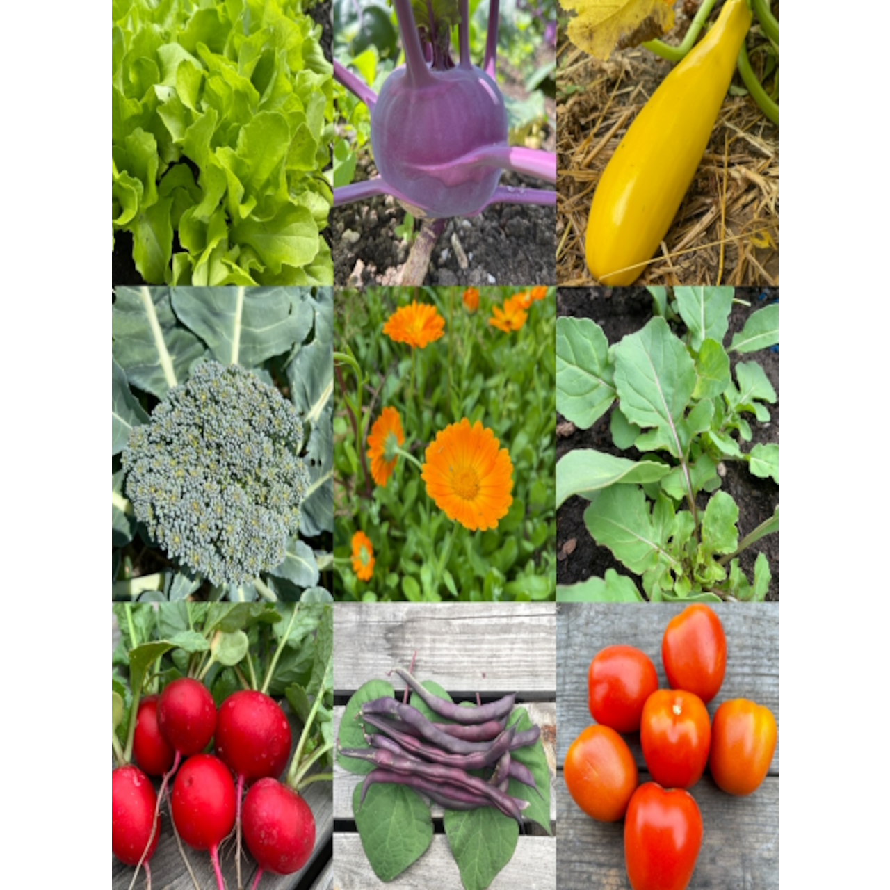 Anfängergemüse-Set - 12 BIO-Sorten [samenfest]