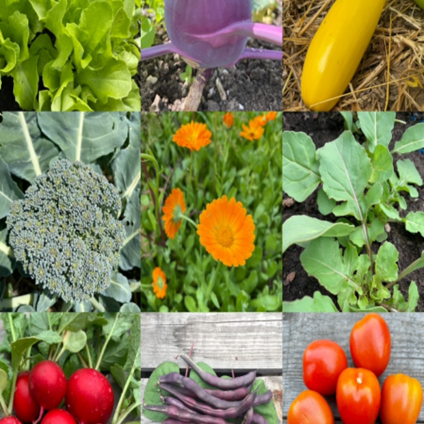 Anfängergemüse-Set - 12 BIO-Sorten [samenfest]