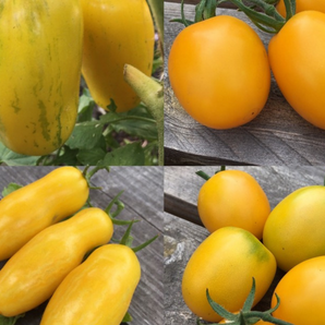 BIO Tomatensamen Set