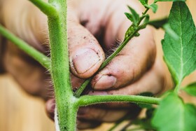 Bild von Tomaten ausgeizen