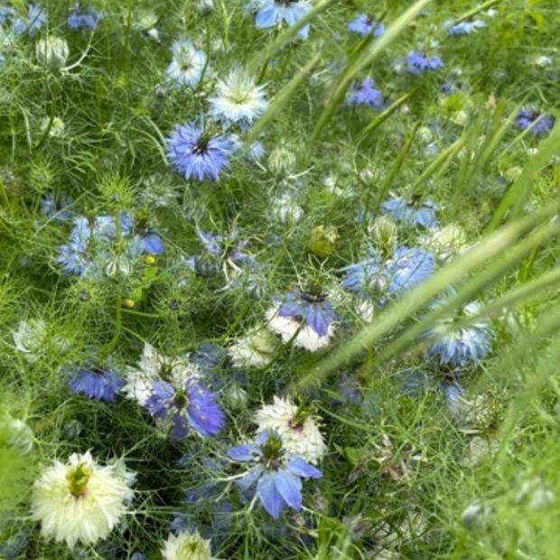 "Jungfer im Grünen" - BIO- Blumensamen [samenfest]