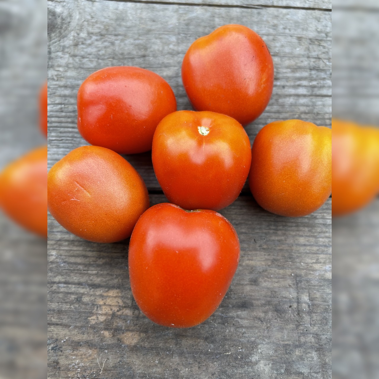 Anfängergemüse-Set - 12 BIO-Sorten [samenfest]