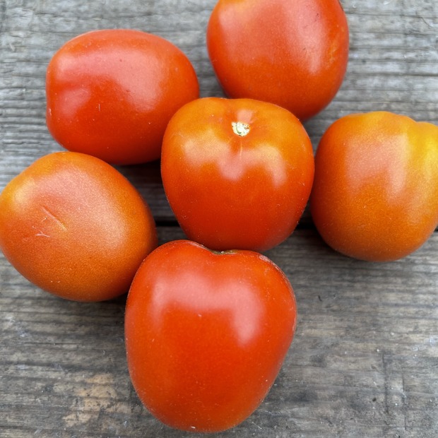 Anfängergemüse-Set - 12 BIO-Sorten [samenfest]