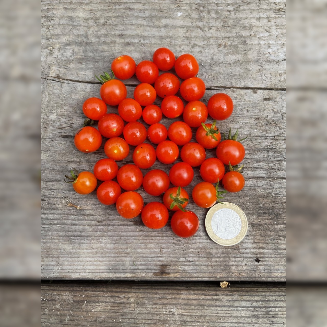 Anzucht-Set "Johannisbeertomaten" [10, 39]