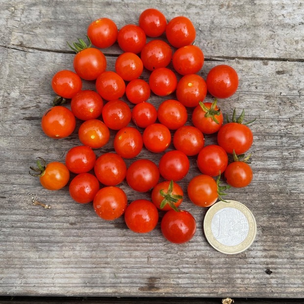 Anzucht-Set "Johannisbeertomaten" [10, 39]