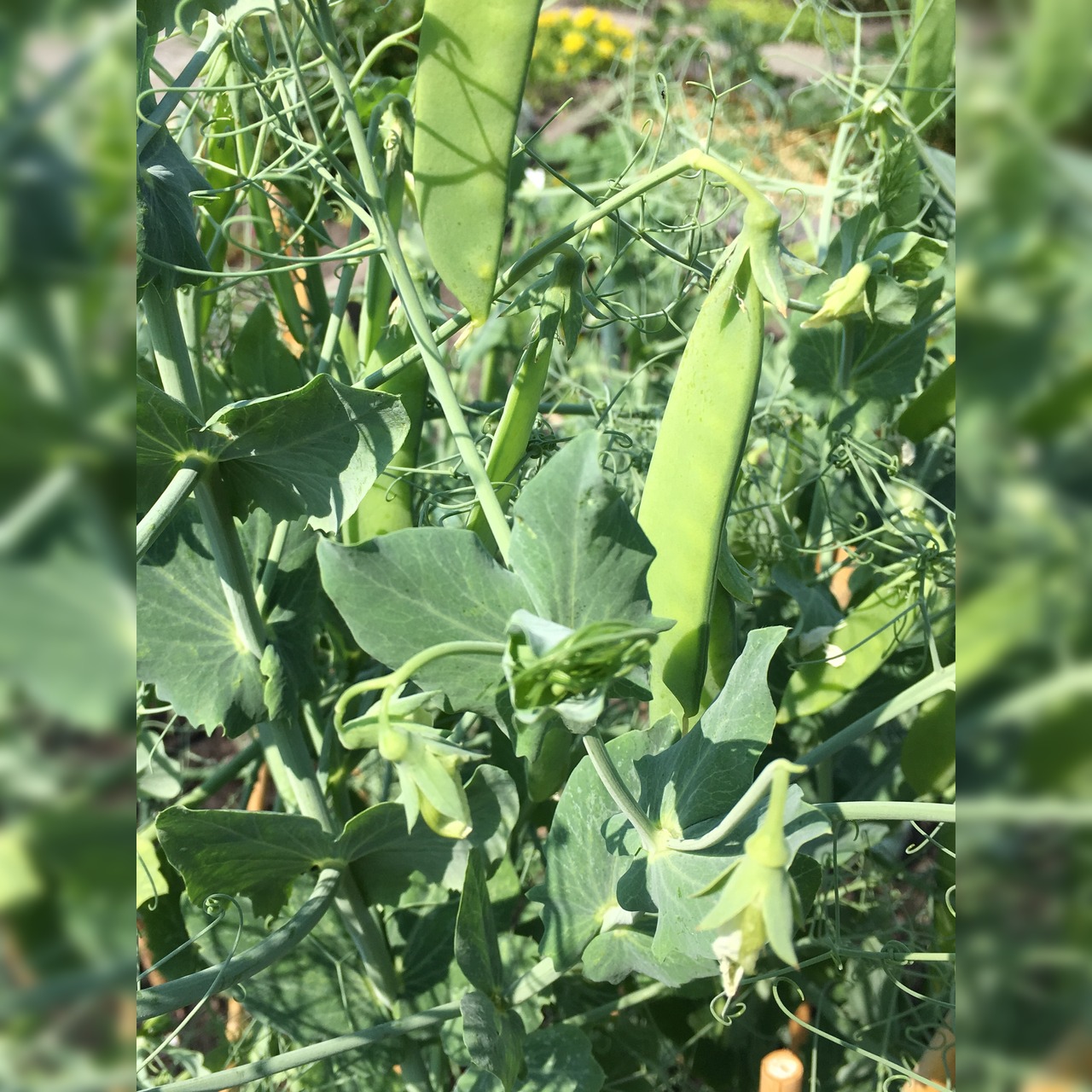 Zuckererbsen Samen "Ambrosia" (samenfestes & BIO)