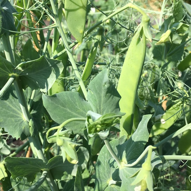 Zuckererbsen Samen "Ambrosia" (samenfestes & BIO)