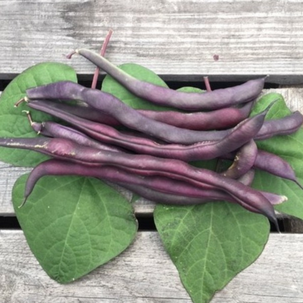Stangenbohnen "Blauhilde" (samenfest & BIO)