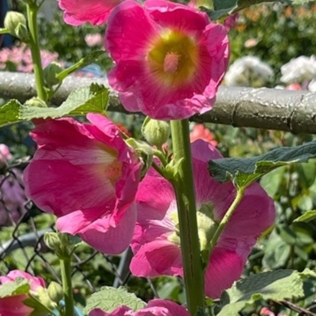 Stockrose "rosa" - BIO-Stockrosensamen [samenfest]