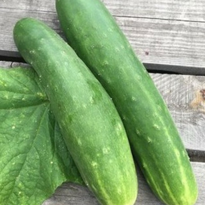 Gurke "Tanja" - BIO-Freilandgurken [samenfest]