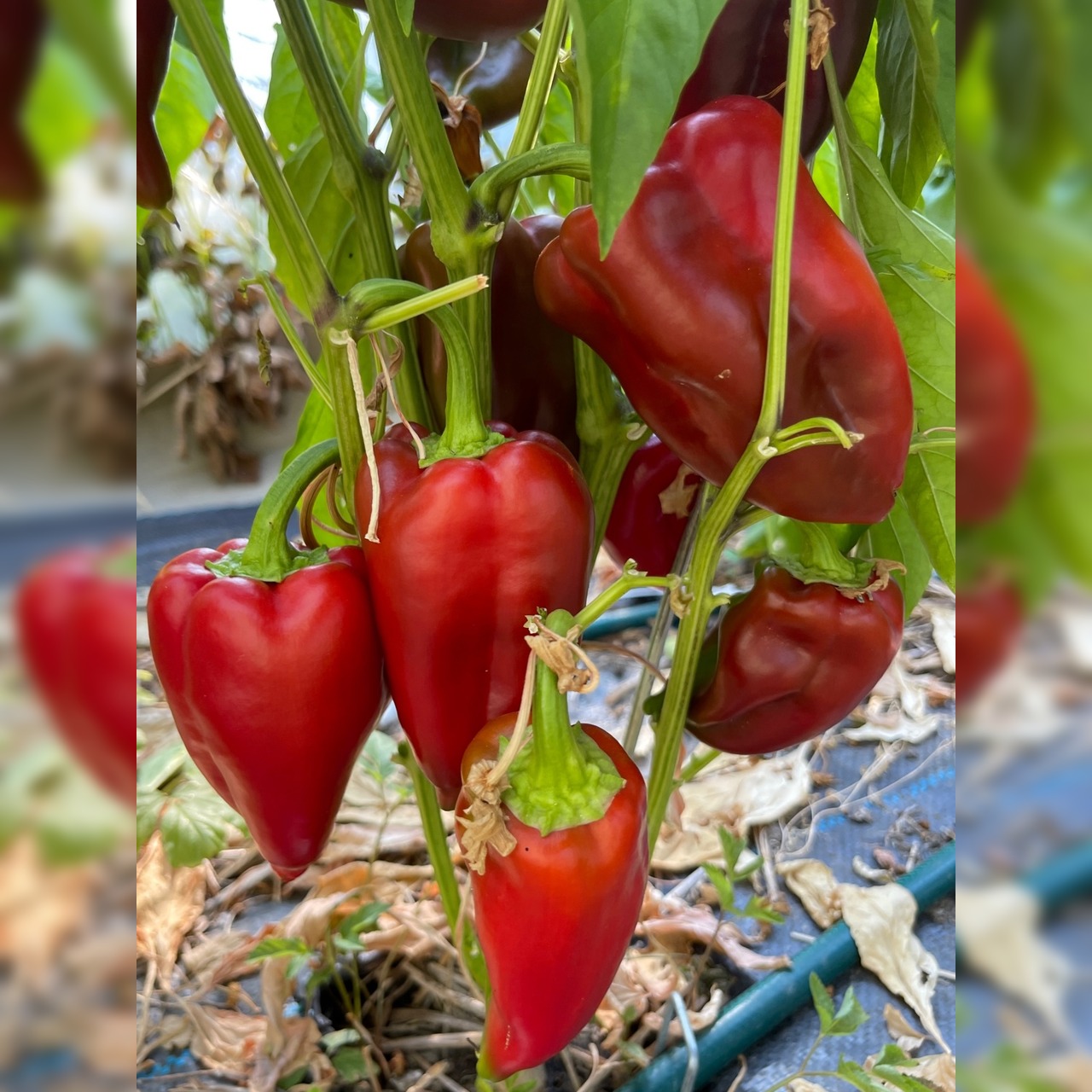 Paprika "Karmen" - BIO-Paprikasamen [samenfest]