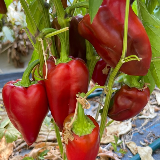 Paprika "Karmen" - BIO-Paprikasamen [samenfest]