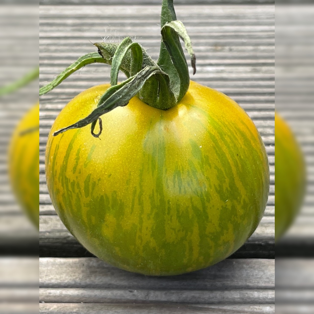 BIO Tomatensamen Set