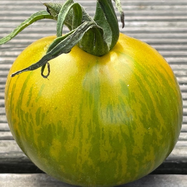 BIO Tomatensamen Set