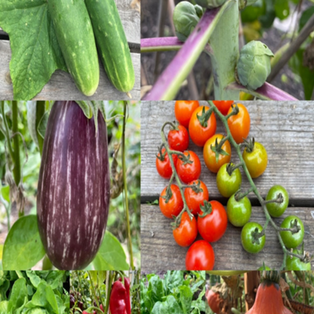 Gemüsesamen-Set "Starkzehrer für´s Hochbeet" - 8 BIO-Sorten [samenfest]