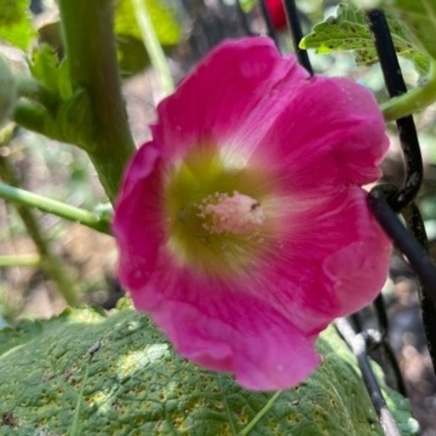Stockrose "rosa" - BIO-Stockrosensamen [samenfest]