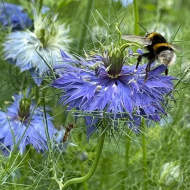 "Jungfer im Grünen" - BIO- Blumensamen [samenfest]