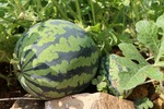 Bild von Melone ausgeizen: Melonenpflanzen richtig schneide