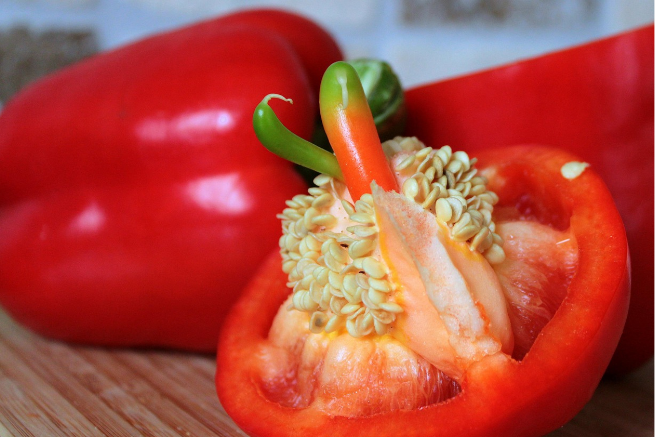 Paprikasamen gewonnen aus der Frucht