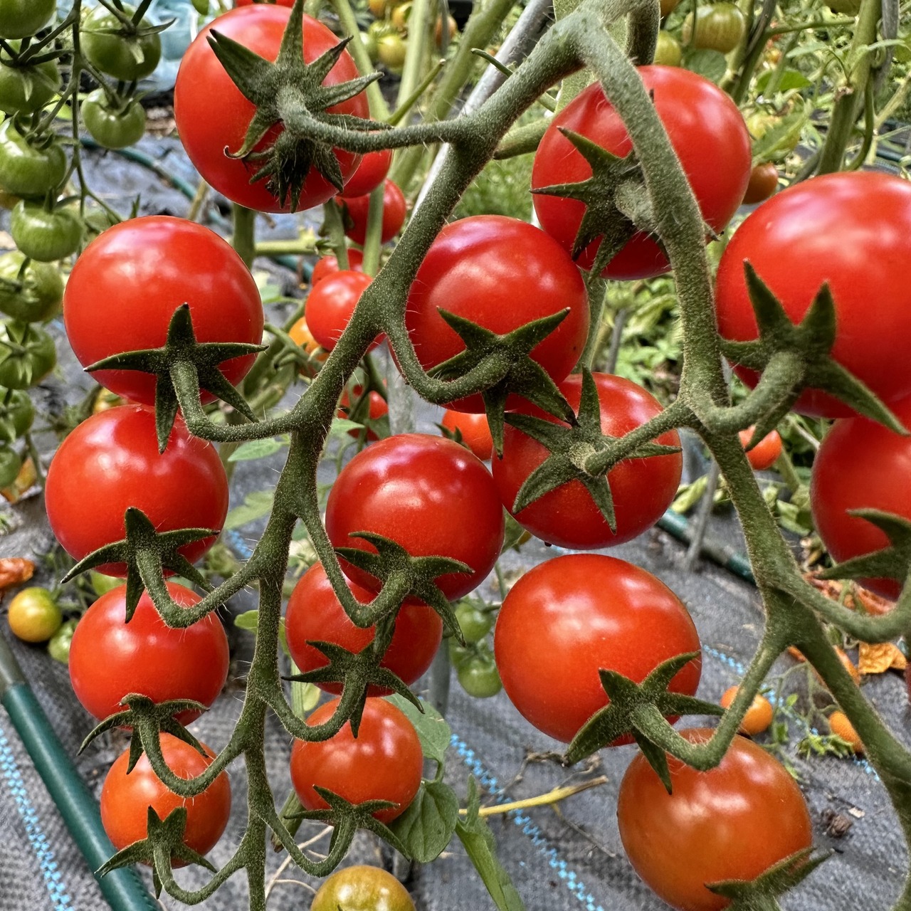 Tomate "mexikanische Honigtomate" - BIO-Tomatensorte [samenfest]