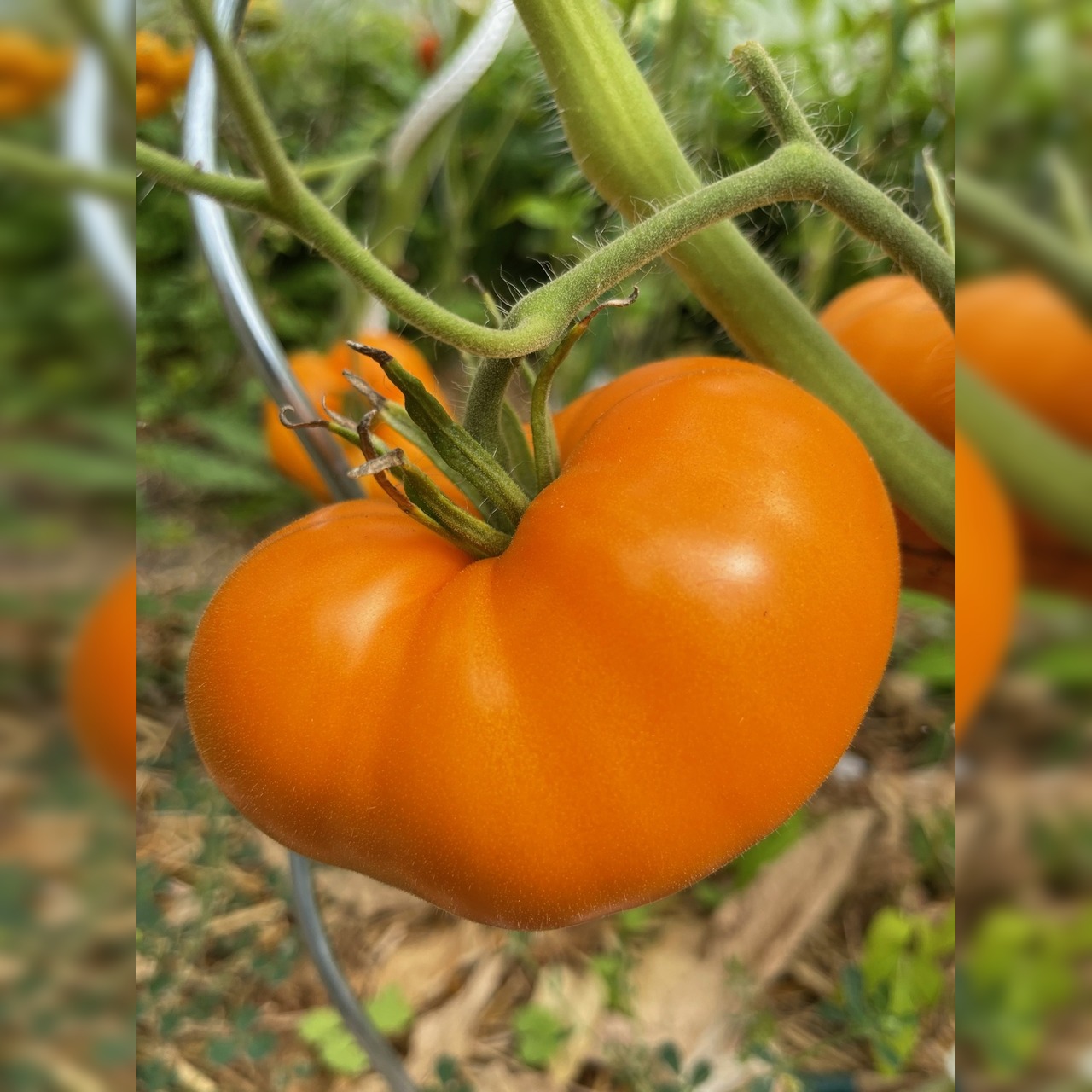 BIO Tomatensamen Set