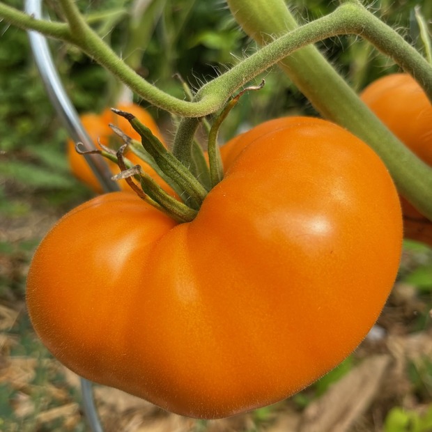 BIO Tomatensamen Set