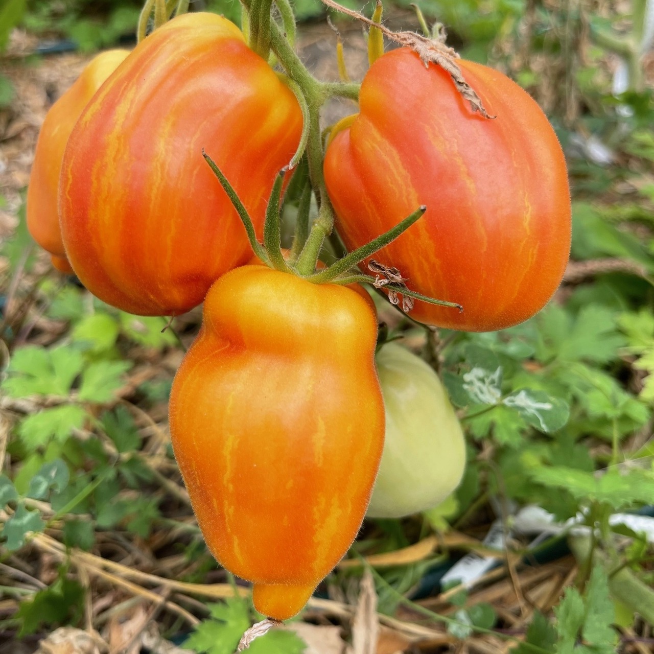 Tomate „Yellow Fire“ - BIO-Tomatensorte [samenfest]