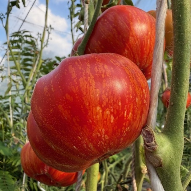 Tomate "Feuerwerk" - BIO-Tomatensorte [samenfest]