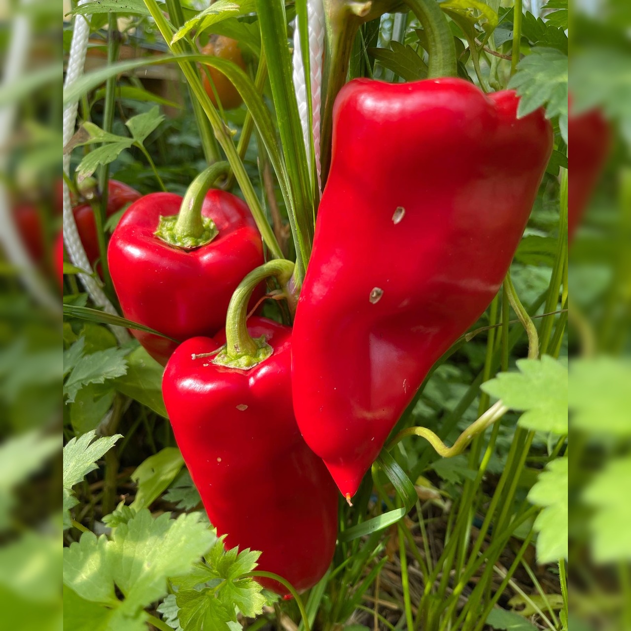 Paprikasamen-Set "Paprika" - 4 BIO-Paprikasorten [samenfest]