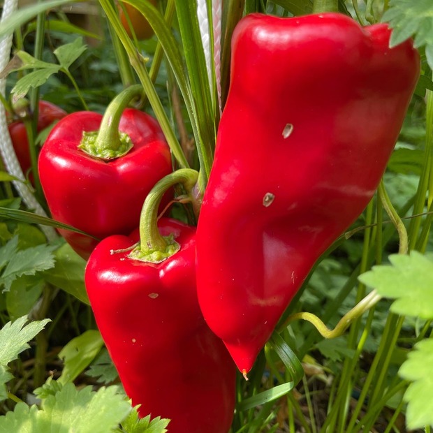 Paprikasamen-Set "Paprika" - 4 BIO-Paprikasorten [samenfest]