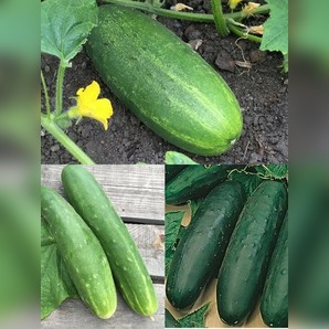 Gurkensamen-Set „Freilandgurken“ - 3 BIO-Sorten [samenfest]