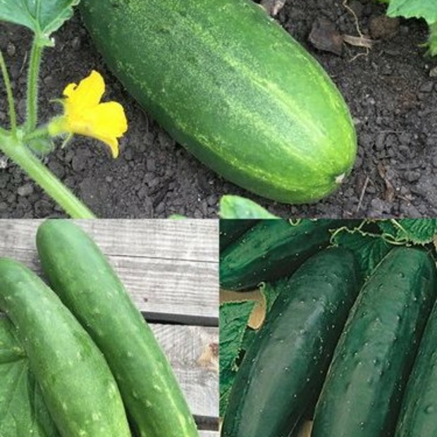 Gurkensamen-Set „Freilandgurken“ - 3 BIO-Sorten [samenfest]