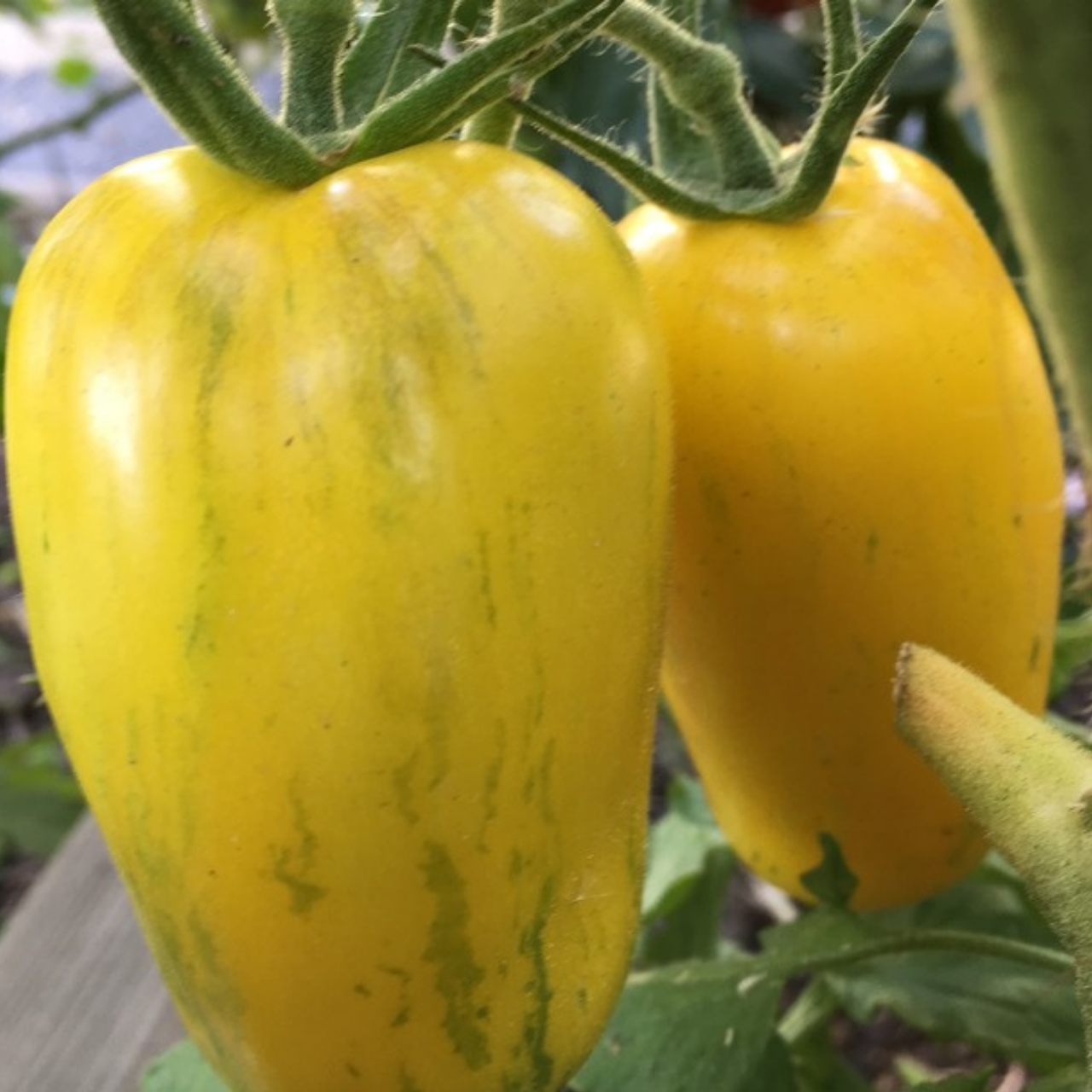 Tomate "Striped Roman" - Bio-Tomatensorte [samenfest]