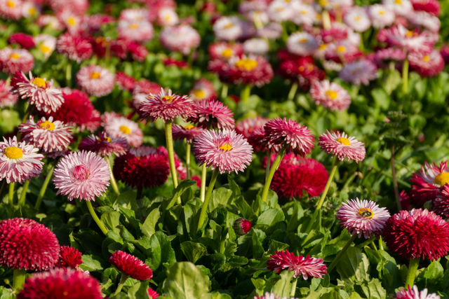 Bild von Aussaat im Mai: Gemüse säen & Mohnblumen im Freila