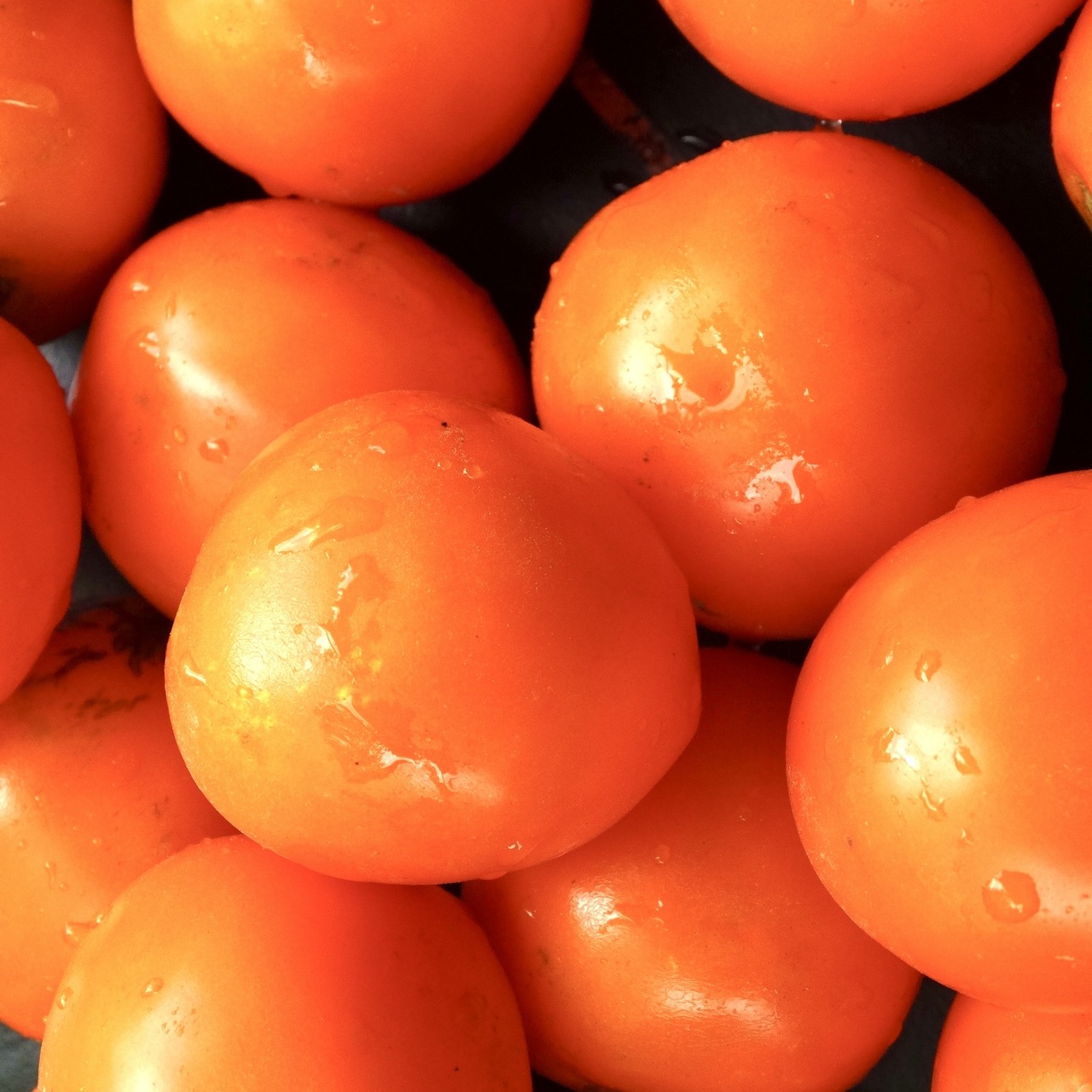 Tomate „Sundrop“ - BIO-Tomatensorte