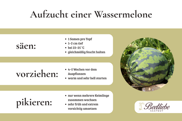 Aufzucht, Melone, Wassermelone, s&auml;en, vorziehen, pikieren
