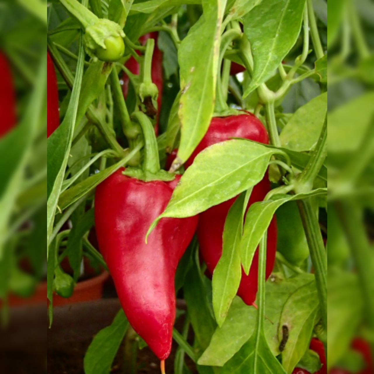 Paprikasamen-Set "Paprika" - 4 BIO-Paprikasorten [samenfest]