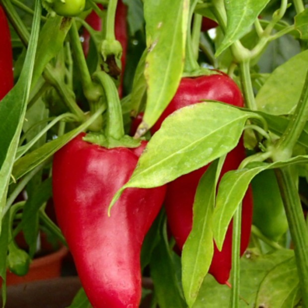 Paprikasamen-Set "Paprika" - 4 BIO-Paprikasorten [samenfest]