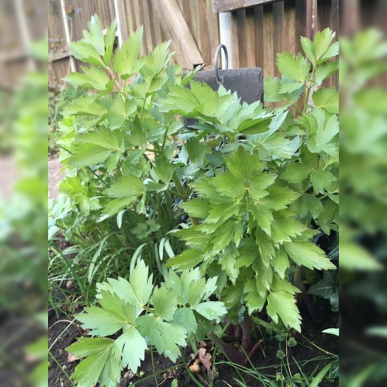 Liebstöckel / Maggikraut Samen (samenfest & BIO)