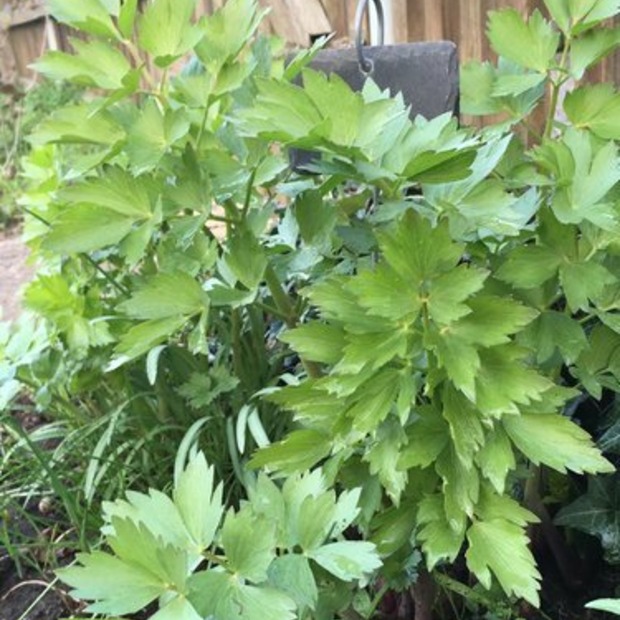 Liebstöckel / Maggikraut Samen (samenfest & BIO)