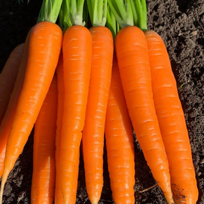 Möhre "Asap" - BIO-Möhrensorte samenfest