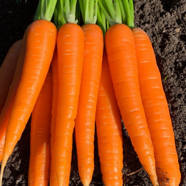 Möhre "Asap" - BIO-Möhrensorte samenfest