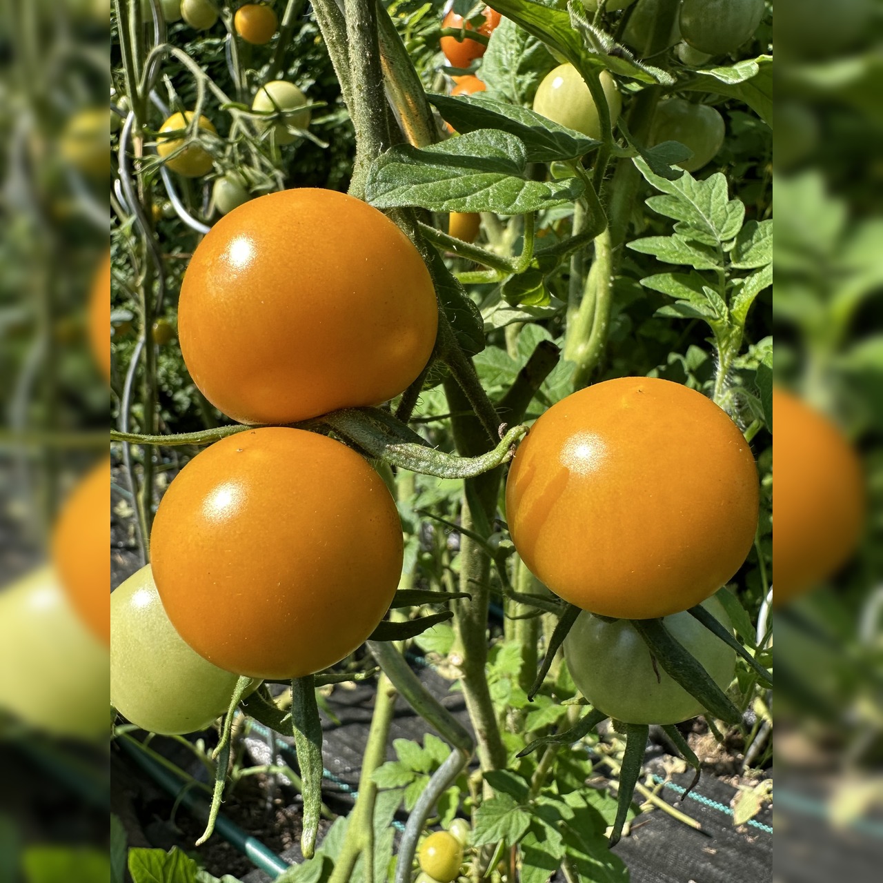 Tomate "Katinka" - BIO-Tomatensorte [samenfest]