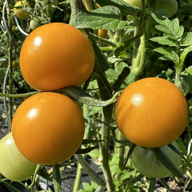 Tomate "Katinka" - BIO-Tomatensorte [samenfest]