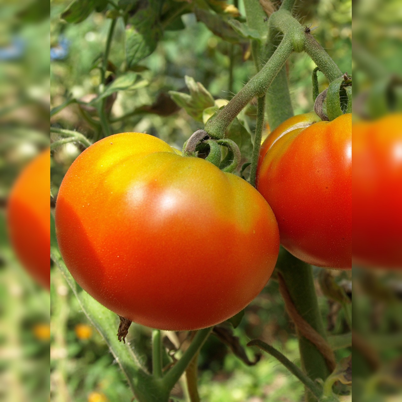 Anzucht-Set "Freilandtomaten" [07, 66]