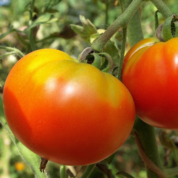 Anzucht-Set "Freilandtomaten" [07, 66]