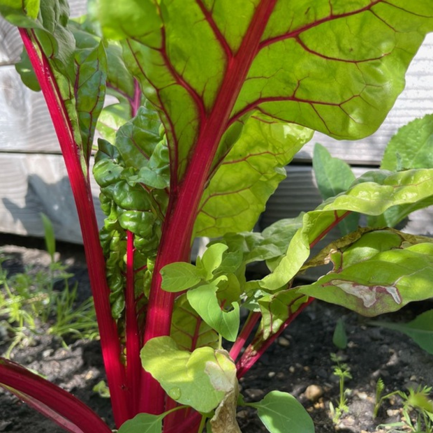 Mangold "Bright Lights" - BIO-Mangoldsamen [samenfest]